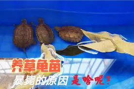 草龟苗暴毙的原因找到了，“浅水过背”是最大的误区，你觉得呢？视频封面