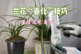 兰花“春化”具体实施方法，谨防花苞在冬眠期复苏！赶紧看看视频封面