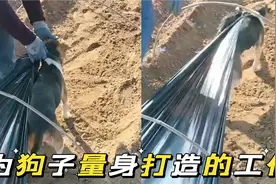 四驱铺地膜！狗子撒腿狂奔帮主人拉地膜。网友：量身定做的工作视频封面