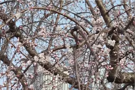 大连迟到的春天终于来了，从今天开始可以来玩了……