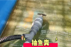 几十个金鱼池从不使用过滤系统，每个池子一个氧气砂头，就够了？视频封面