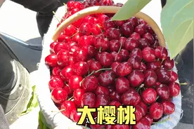 水果中的王者大樱桃，在产地多少钱一斤？小伙去了解后连连咂舌视频封面