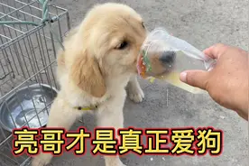 这赛级金毛真的不赖，三针疫苗全部打齐，市场里面真的很难遇