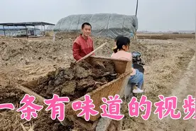 把牛粪撒到地里是最好的农家肥，带着儿子撒牛粪，跟着爷爷种土豆视频封面