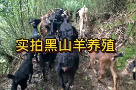 今日热点推荐：00后小伙回村养殖黑山羊月入过万，建议收藏转发视频封面