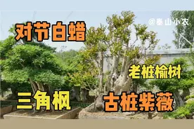 实拍疫情下盆景小镇，大叔直言风景树已是历史最低价，真的便宜吗视频封面
