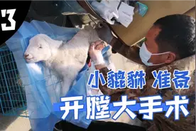 出生2天没屁眼的小羊，开腹手术全过程，它能挺住吗？视频封面