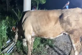 1088斤的牛出肉率多少呢？今天我们就把这牛宰了看看能出多少肉？