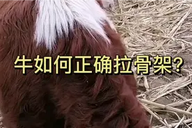 喂牛！价值“百万”的拉骨架配方大公开！有需要的记得收藏～视频封面