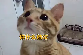 你什么档次