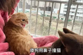 收养的流浪猫被狗子吼，吓得瑟瑟发抖也不愿离开这个家