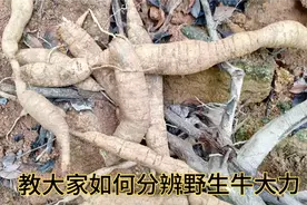 今天教大家一个如何分辨是否野生的牛大力，懂得这个方法绝不受骗视频封面