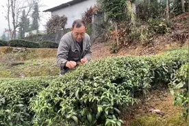 湖北深山发现茶农，一片叶子能做几十种名贵茶，神奇的东方树叶视频封面