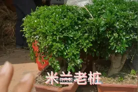 新到一批米兰老桩，刚卸车直呼太大了，还超值好养视频封面