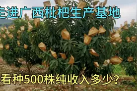 走进广西枇杷生产基地，看果农如何管理，种15亩纯收入多少？视频封面