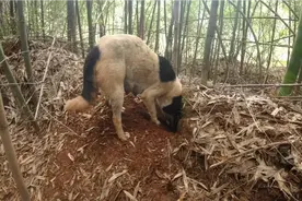 上山寻找狗狗在哪生了狗崽