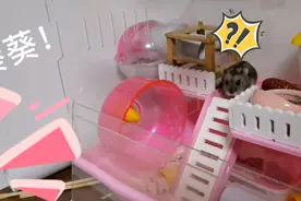 小仓鼠葵葵果然听得懂人话！视频封面