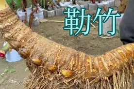 盆景素材“勒竹”，它可是室内种植的强者，家里不可缺少的盆栽视频封面