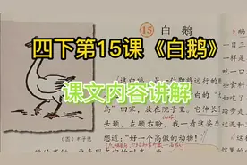 四下第15课《白鹅》课文内容讲解视频封面