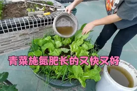 青菜喜氮肥，按老一辈传下来的方法浇菜，长的又快又好视频封面