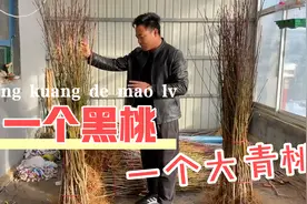 一个8月黑桃，一个9月青桃，两个稀缺桃树苗品种，高品质桃苗视频封面