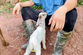 小羊羔跟着主人到坡上放牧，饿了就找主人衣服嚼嚼，太可爱了视频封面
