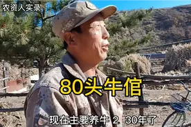 散养牛20多年，现在养80头牛，为什么不扩群？他心里有盘棋视频封面