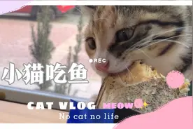 小猫吃鱼超治愈！就差双手抱着啃了…全程原声放松一下大脑视频封面