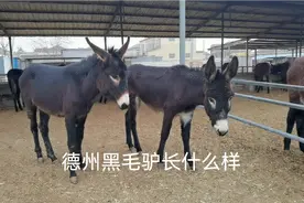都说养驴赚钱快甘肃小伙为寻好驴苗开车五百公里实地了解德州驴场