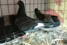 鸽子下蛋了，搭窝开启孵化模式，很勤劳的两只鸽子，这是第四窝！