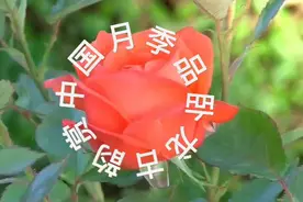 2022年卧龙区百万月季进万家暨花开卧龙云赏月季活动启幕视频封面