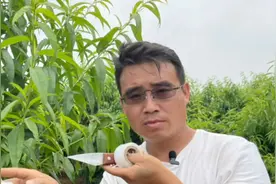 这种嫁接方法，80%的人没见过，成活后结合牢固，抗风能力强视频封面