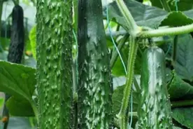 蔬菜有虫子不用农药，用这两个无害防虫法，一喷就好视频封面