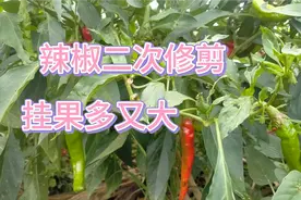立秋前后，老化的辣椒苗这样剪一刀，辣椒重焕生机结果多