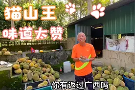 马来西亚榴莲园主：这里七成是广西容县人，平时沟通讲容县话视频封面