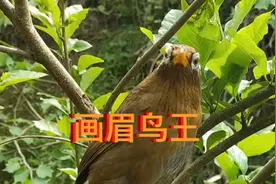 顶级画眉鸟叫，扇翅大叫，声音绕梁3日！好听的不得了视频封面