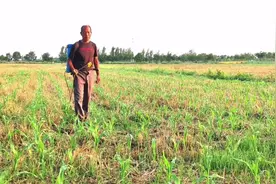 玉米喷完除草剂后下雨，用重喷吗？2分钟告诉你咋做视频封面