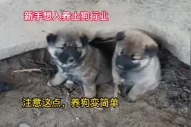 最近很多粉丝朋友都想养土狗，新手朋友注意这点，养狗变简单