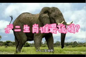 十二生肖谁最孤独？视频封面