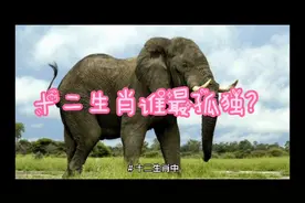 十二生肖谁最孤独？视频封面