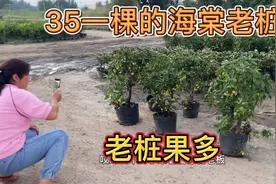 海棠冬红果老桩果多桩粗，35一棵能买多大的呢？网友看了说超值视频封面