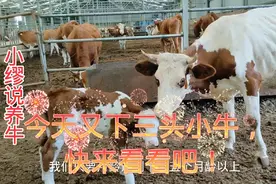 头胎牛体重不到800斤，小牛确有90斤，生产时5人合力拽出幸好没事