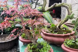 如何让红枫叶子常年红彤彤，只需一招就能解决，简单实用视频封面