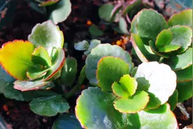 扦插的长寿生长缓慢，是什么原因，怎么养殖？视频封面