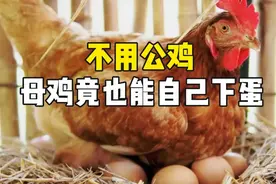 不需要和公鸡交配受精，母鸡竟然自己也会下蛋，到底是为什么呢？