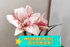 神仙颜值的朱顶红我为何想弃养?扒一扒养朱顶红你不知道的那些事视频封面