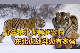 【我要上热门】一口咬死野猪，体重近350kg，东北虎战斗力有多强视频封面