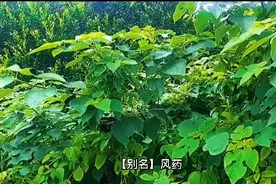石楠叶祛风湿，通经络，益肾气视频封面