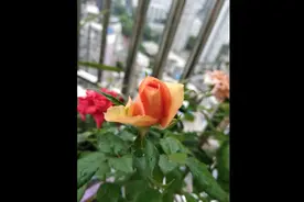 多年不曾感受过四季更迭！一场秋雨一场寒，八月已如此的凉爽！视频封面