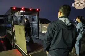 马妈妈怀孕难产，小马驹监测不到心跳，兽医：马上剖腹产